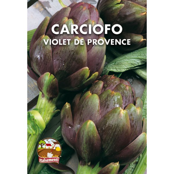Violet de Provence artichoke