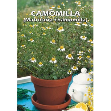 Common Chamomile