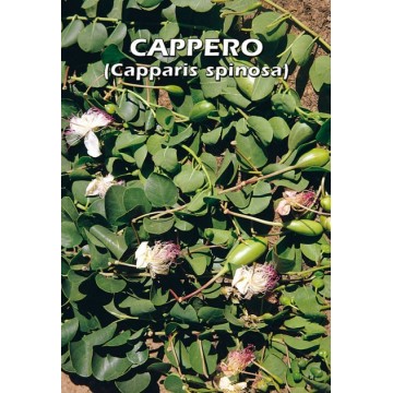 Cappero