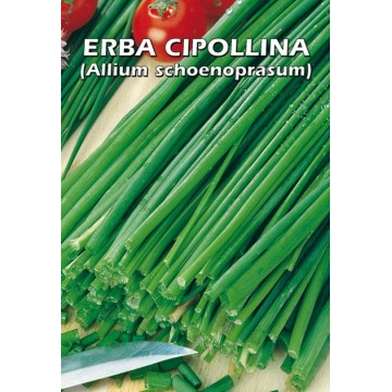 Erba Cipollina