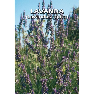 Lavanda