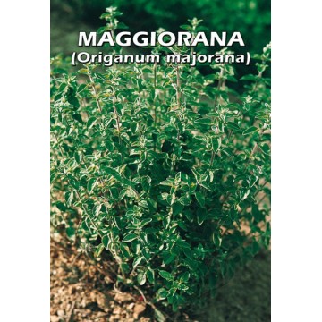 Marjoram