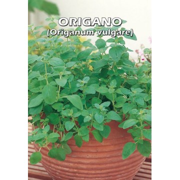 Oregano