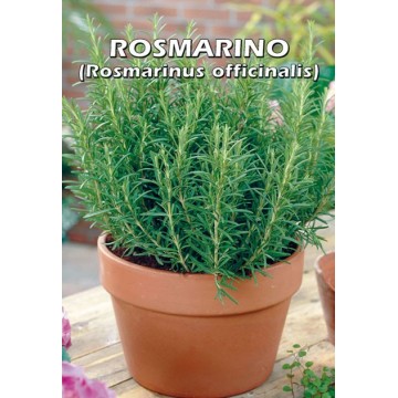 Rosemary