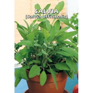 Salvia