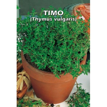 Timo-Aromatiche-ITALSEMENTI s.n.c.