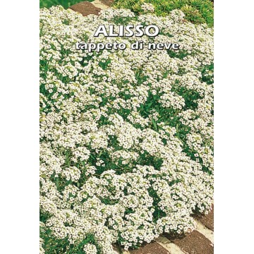 Alyssum Schneeteppich