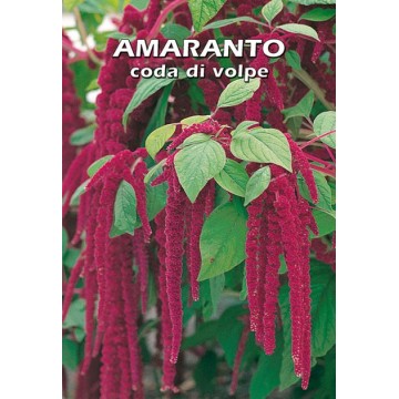 Amaranth Foxtail