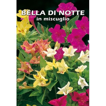 Bella di Notte in Miscuglio