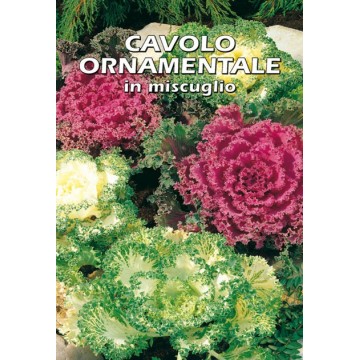 Ornamental cabbage in mixture