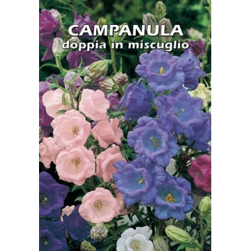 Campanula Doppia in Miscuglio