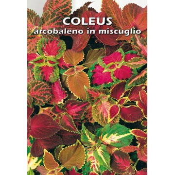Coleus Arcobaleno en mélange