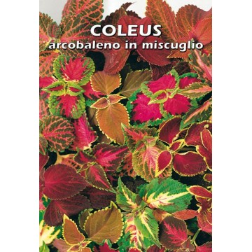 Coleus Arcobaleno in Mixture