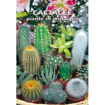 Cactaceae en mélange