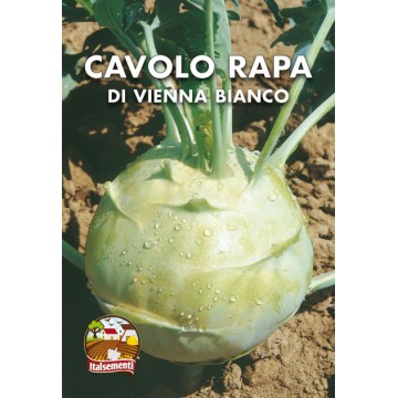 Cavolo Rapa Bianco