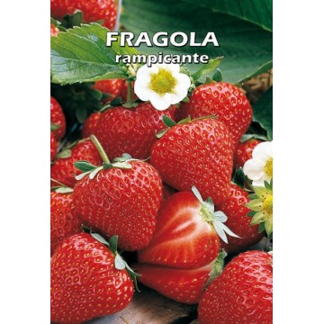 Fragola Rampicante