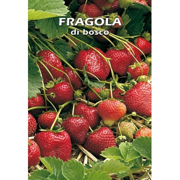 Fragola di Bosco