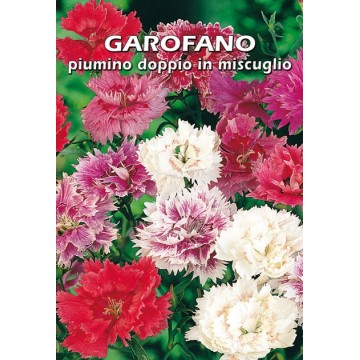 Garofano a Piumino Doppio...