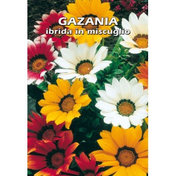 Hybrid Gazania in Mixture