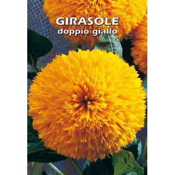 Girasole Doppio Giallo