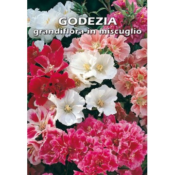 Godezia grandiflora en mélange