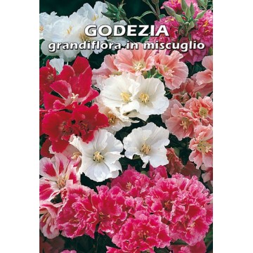 Godezia Grandiflora in Mixture