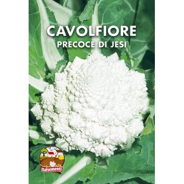 Early Cauliflower from Jesi