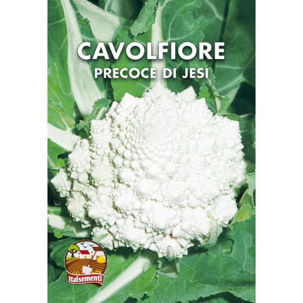 Early Cauliflower from Jesi Early Cauliflower from Jesi