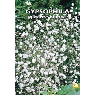 White Giant Gypsophila