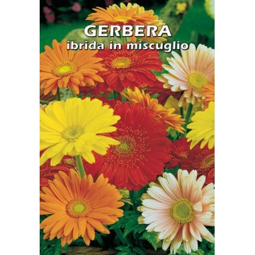 Gerbera hybride en mélange