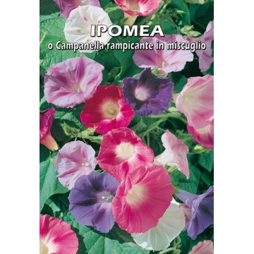 Ipomea or Climbing Bell in...