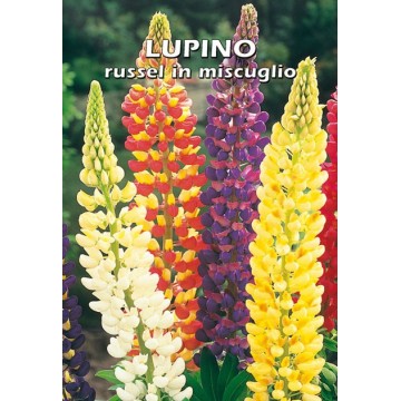 Lupino Russel en mélange