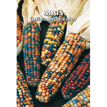 Mehrfarbiger Hybridmais