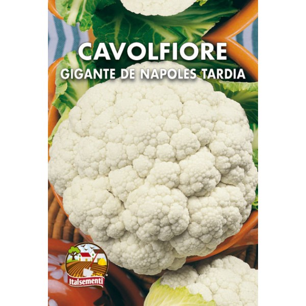 Late Giant Cauliflower of Naples
