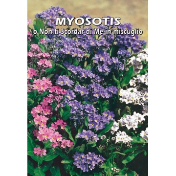 Myosotis oder Vergissmeinnicht