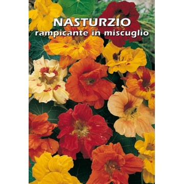 Climbing Nasturtium in Mixture