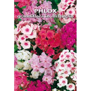 Phlox Grandiflora Nano in...