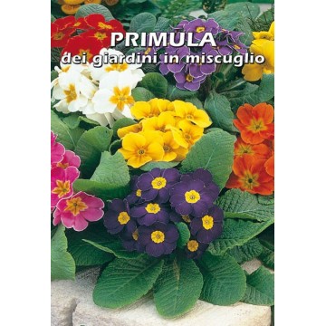 Primula der Mischgärten