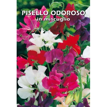 Pisello Odoroso in Miscuglio