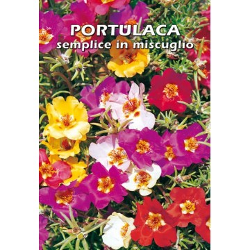 Portulaca Semplice in...