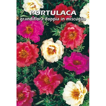 Portulaca Grandiflora Double