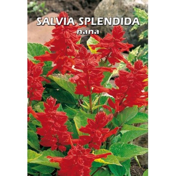 Salvia Splendida Nana