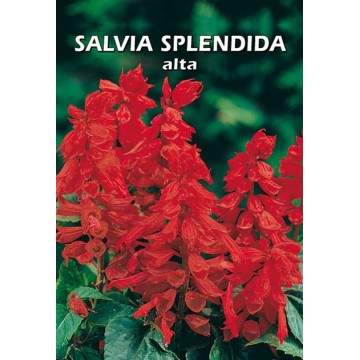 Salvia Splendida Tall