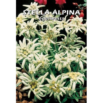 Stella Alpina