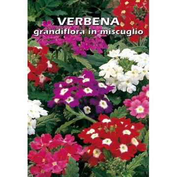 Verbena Grandifora in Mixture