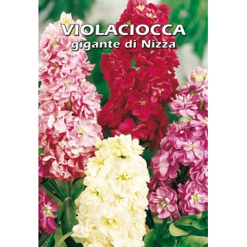 Violaciocca Gigante di Nizza