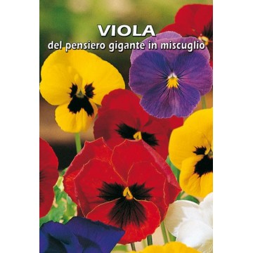 Viola del Pensiero Gigante...