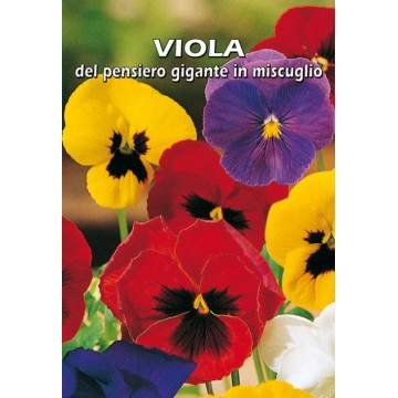 Viola del Pensiero Gigante...