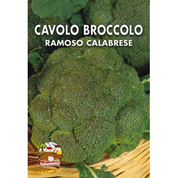 Chou de brocoli branchu de Calabre