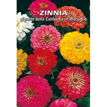 California Giant Zinnia in...